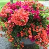 2 Mix Bougainvillea Live Plants 4-7 Inches Tall - Vibrant Flowering Climbers for Garden & Containers - Image 1