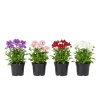 2 Mixed Color Verbena Live Plants 4-7 Inch – Outdoor Flowering Plant - Image 1