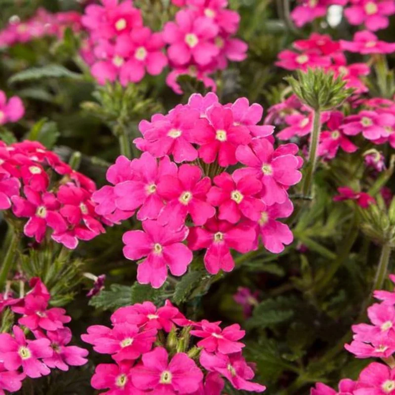 2 Pink Verbena Live Plants 4-7 Inch – Colorful Outdoor Flower Plants - Image 2