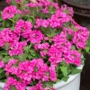 2 Pink Verbena Live Plants 4-7 Inch – Colorful Outdoor Flower Plants - Image 1