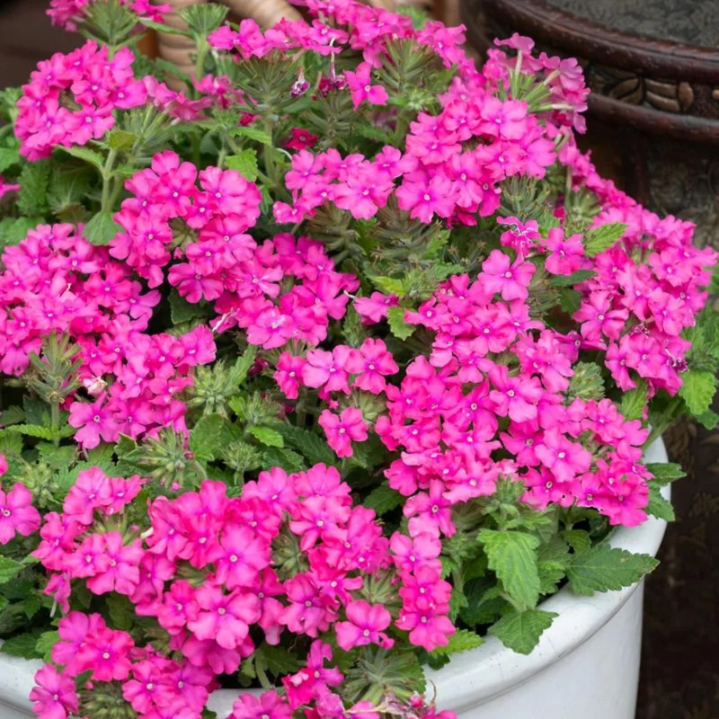 2 Pink Verbena Live Plants 4-7 Inch – Colorful Outdoor Flower Plants - Image 1