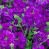 2 Purple Verbena Live Plants – Colorful Garden Flowering Plant, 4-7 Inch - Image 1