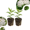 2 White Milkweed Live Plants 4-7” Tall – Butterfly Host, Perennial - Image 1