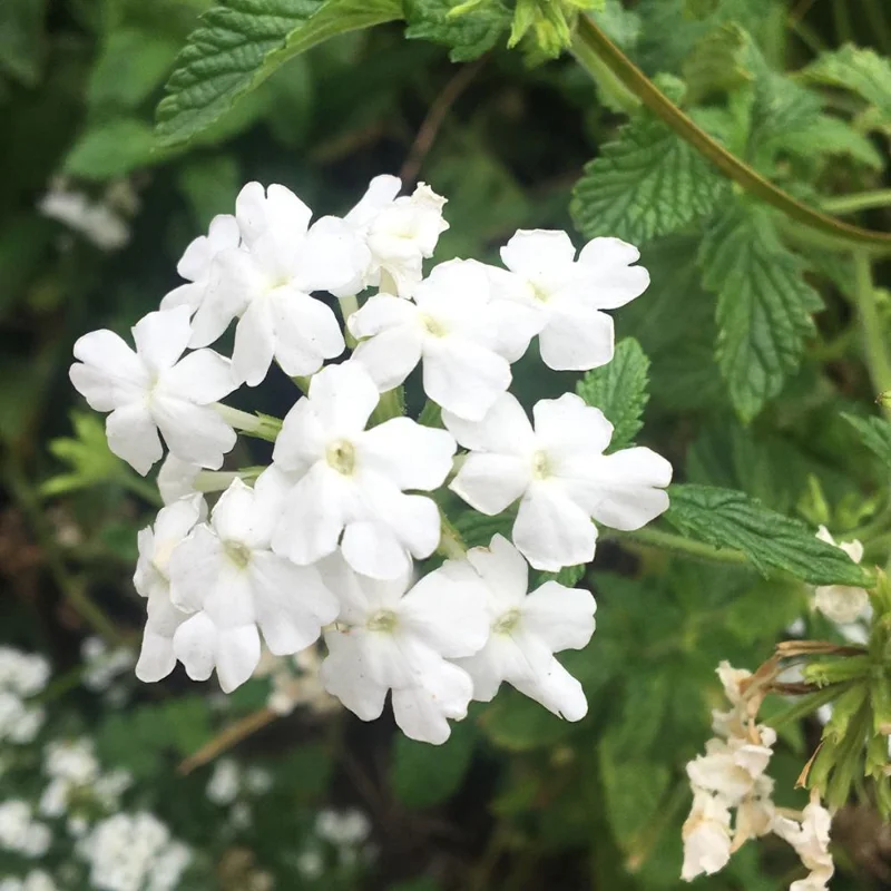 2 White Verbena Live Plants 4-7 Inch – Colorful Outdoor Flowering Plant - Image 2