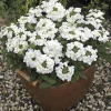 2 White Verbena Live Plants 4-7 Inch – Colorful Outdoor Flowering Plant - Image 1