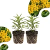 2 Yellow Milkweed Live Plants 4-7 inch Tall - Butterfly Host & Pollinator - Image 1