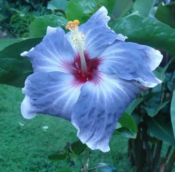 20 Blue Silver Hibiscus Seeds - Perennial Flower Seeds for Garden - Image 2