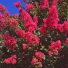 20 Dallas Red Crape Myrtle Seeds - Tree Flower Perennial - Image 1