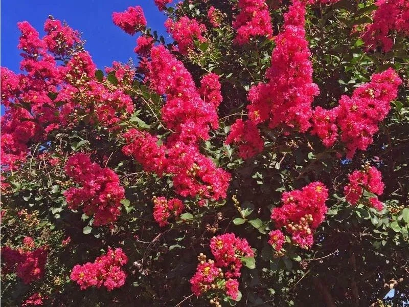 20 Dallas Red Crape Myrtle Seeds - Tree Flower Perennial - Image 1