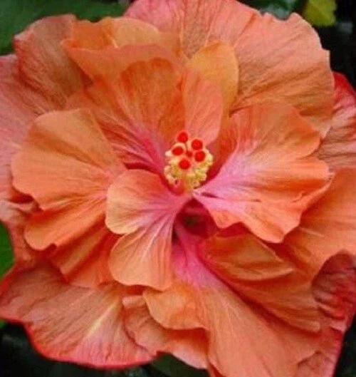 20 Double Orange Pink Hibiscus Seeds - Perennial Flower Bloom - Image 2