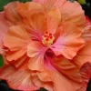 20 Double Orange Pink Hibiscus Seeds - Perennial Flower Bloom - Image 1