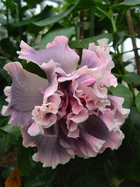 20 Double Pink Gray Hibiscus Seeds - Perennial Flower Bloom - Image 2