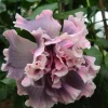 20 Double Pink Gray Hibiscus Seeds - Perennial Flower Bloom - Image 1