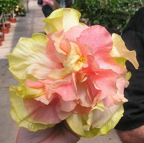 20 Double Pink Orange Hibiscus Seeds - Perennial Flower Blooms - Image 2
