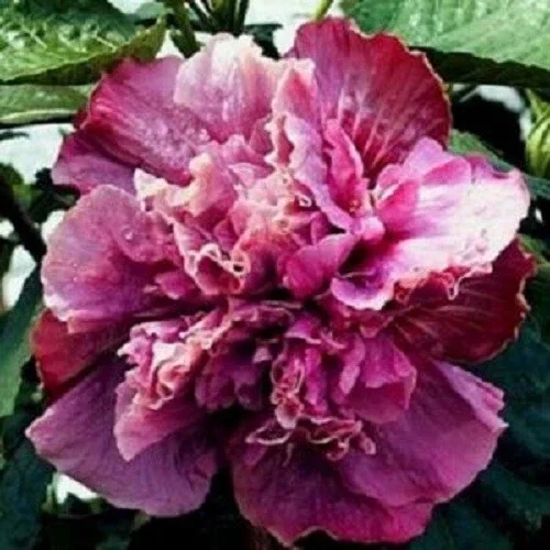 20 Double Pink Purple Hibiscus Seeds - Perennial Flower Bloom - Image 2