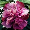 20 Double Pink Purple Hibiscus Seeds - Perennial Flower Bloom - Image 1