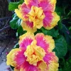 20 Double Pink Yellow Hibiscus Seeds - Hardy Exotic Perennial Flower - Image 1
