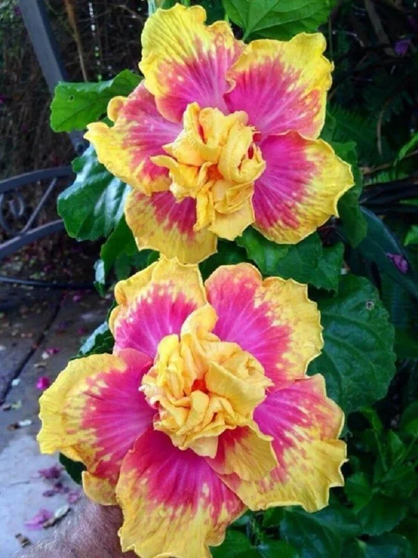 20 Double Pink Yellow Hibiscus Seeds - Hardy Exotic Perennial Flower - Image 1