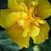 20 Double Yellow Hibiscus Seeds - Exotic Perennial Garden Flowers - Image 1
