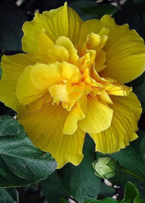 20 Double Yellow Hibiscus Seeds - Exotic Perennial Garden Flowers - Image 1