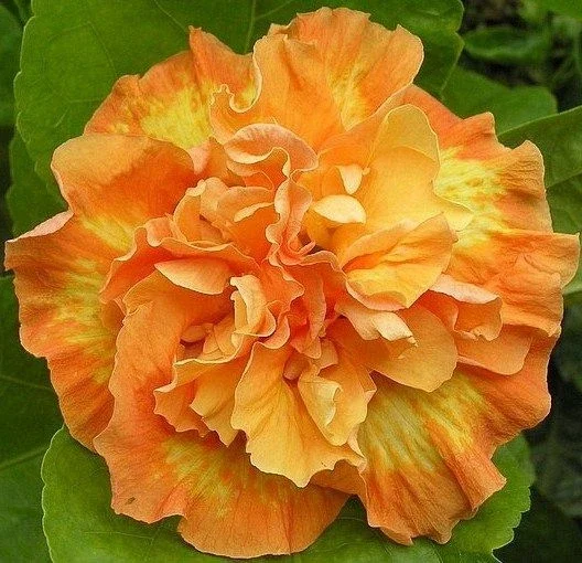 20 Double Yellow Orange Hibiscus Seeds - Perennial Flower Bloom - Image 1