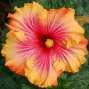20 Hibiscus Seeds - Red, Yellow, Orange Perennial Flower Bloom - Image 1