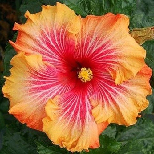 20 Hibiscus Seeds - Red, Yellow, Orange Perennial Flower Bloom - Image 1