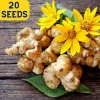 20 Jerusalem Artichoke Seeds - Helianthus Tuberosus Sunchoke Plant, Yellow Flowers, Edible Root Vegetable, Outdoor Garden Seeds - Image 1