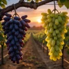 20 Mixed Finger Grape Seeds - Non-GMO, Grow Sweet Grapes, Edible Garden - Image 1