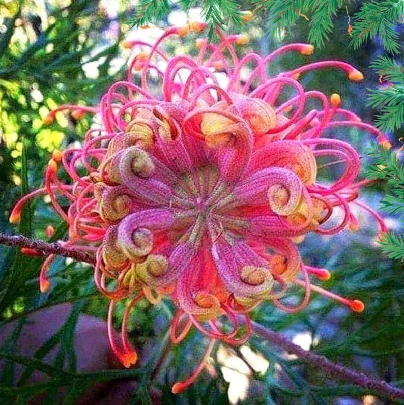 20 Organic Flower Seeds - Colorful Blooms for Spring & Summer Gardens - Image 2