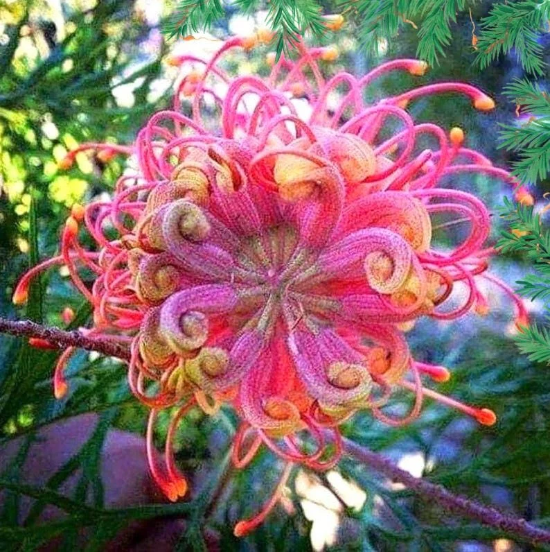 20 Organic Flower Seeds - Colorful Blooms for Spring & Summer Gardens - Image 1
