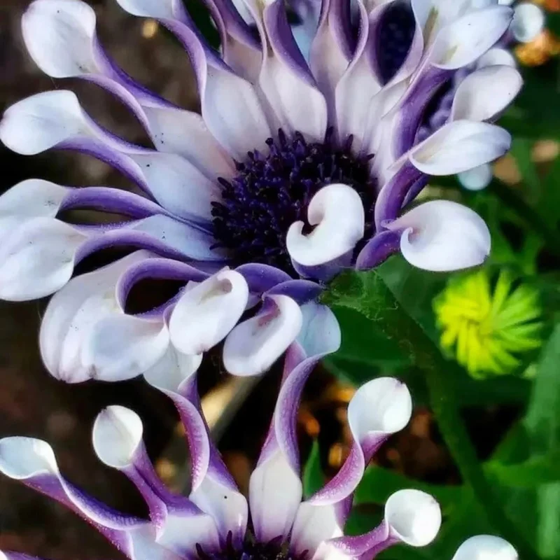 20+ Osteospermum Spider Mix Seeds – Rare Daisy Flowers, Colorful Blooms, Non-GMO - Image 2