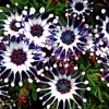20+ Osteospermum Spider Mix Seeds – Rare Daisy Flowers, Colorful Blooms, Non-GMO - Image 1
