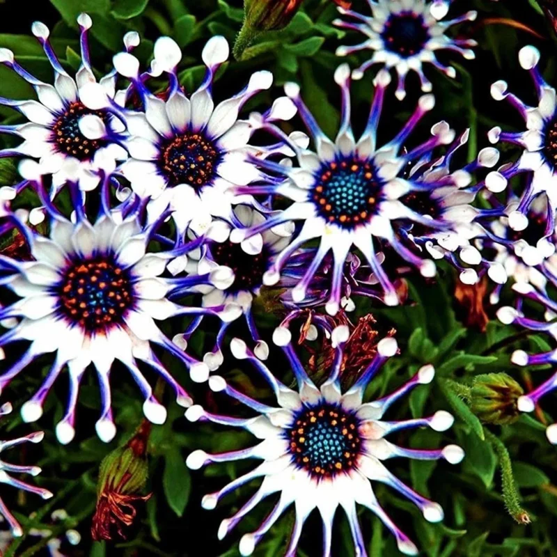 20+ Osteospermum Spider Mix Seeds – Rare Daisy Flowers, Colorful Blooms, Non-GMO - Image 1