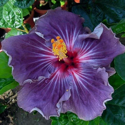 20 Purple Hibiscus Seeds - Perennial Flower Seeds for Outdoor Planting - Image 2