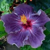 20 Purple Hibiscus Seeds - Perennial Flower Seeds for Outdoor Planting - Image 1