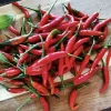 20 Siling Labuyo Pepper Seeds - Filipino Bird's Eye Chili Seeds for Planting - Image 1