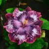 20 Silver Pink Purple Hibiscus Seeds - Perennial Flower Bloom - Image 1