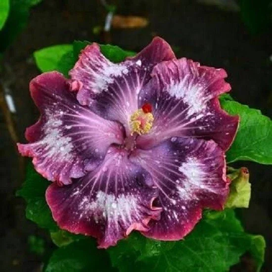 20 Silver Pink Purple Hibiscus Seeds - Perennial Flower Bloom - Image 1