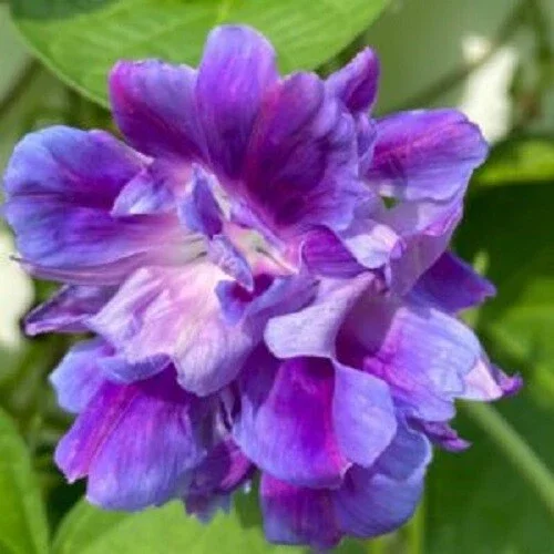 20 Spanish Blue Eyes Morning Glory Seeds – Annual Climbing Vine Flowers - Image 1