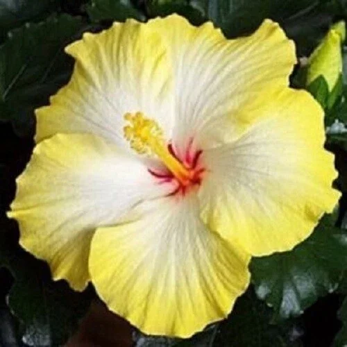 20 Yellow White Hibiscus Seeds - Perennial Flower Seeds for Garden - Image 1