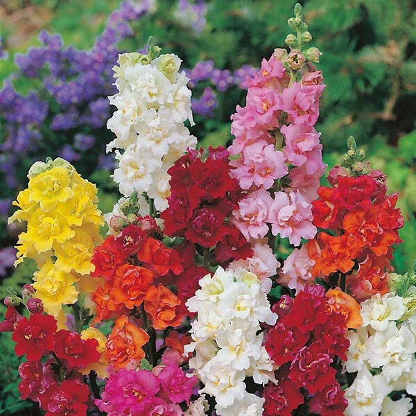 200 Double Mix Snapdragon Flower Seeds - Vibrant Perennial Garden Flowers - Image 1