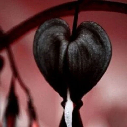25 Black Bleeding Heart Seeds - Perennial Flower Seeds - Image 2