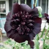 25 Black Prince Hollyhock Seeds - Perennial Flowers for Garden - Image 1
