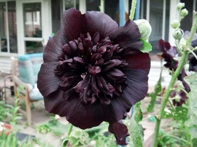 25 Black Prince Hollyhock Seeds - Perennial Flowers for Garden - Image 1
