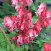 25 Bleeding Heart Seeds - Dicentra Spectabilis - Shade Flower Garden - Image 1