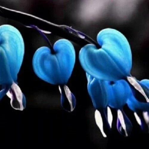 25 Blue Bleeding Heart Seeds - Perennial Flower Seed - Image 1