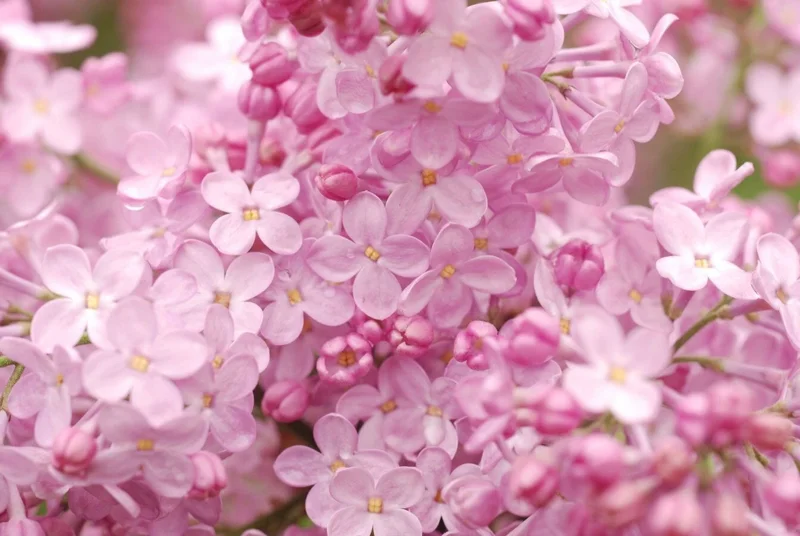 25 Blush Lilac Tree Seeds – Fragrant Perennial Flower Seeds – Outdoor - Image 2