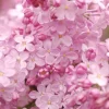 25 Blush Lilac Tree Seeds – Fragrant Perennial Flower Seeds – Outdoor - Image 1