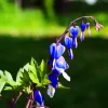 25 Bright Blue Bleeding Heart Seeds - Dicentra Spectabilis Shade Flower - Image 1